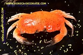 Krabbe Attrappe 320x220 mm C3 