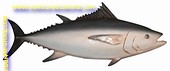 Thunfisch, länge 118 cm 