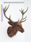 Reindeer (head) 0,54 meter 